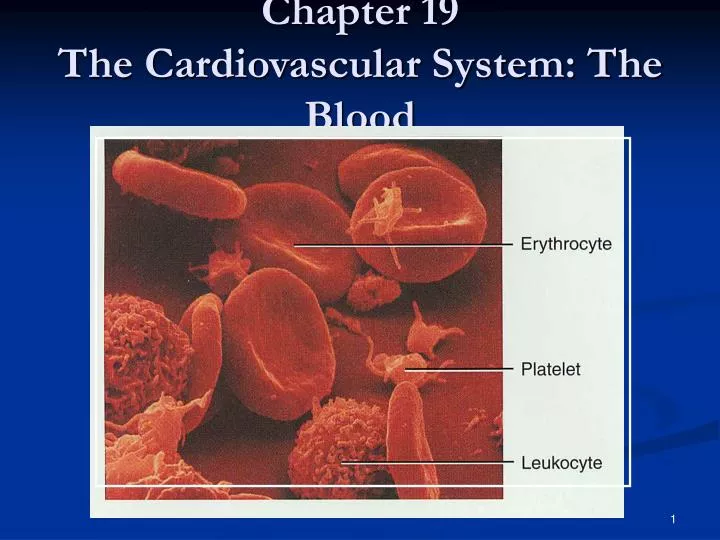 chapter 19 the cardiovascular system the blood
