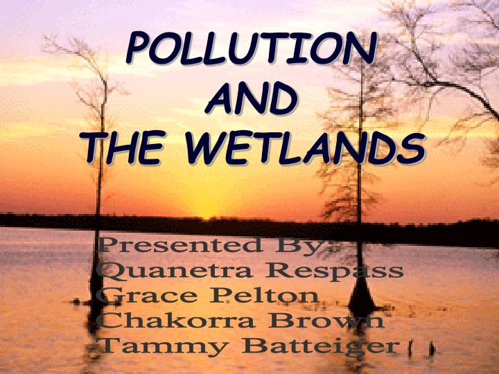 pollution and the wetlands