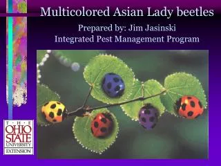 Multicolored Asian Lady beetles Prepared by: Jim Jasinski Integrated Pest Management Program
