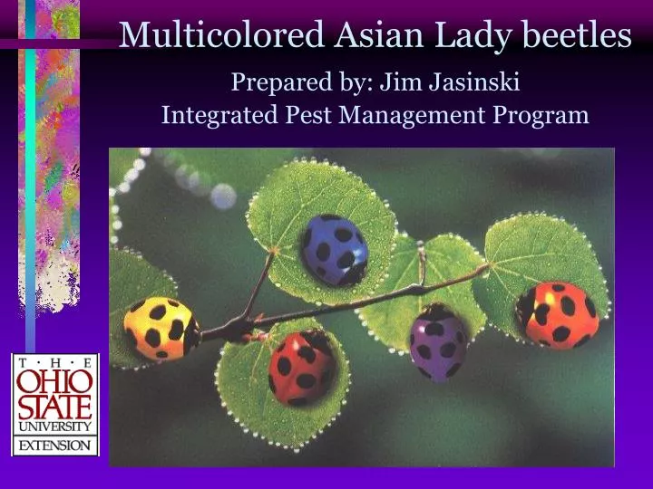 multicolored asian lady beetles prepared by jim jasinski integrated pest management program