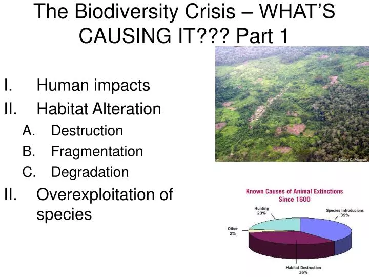 the biodiversity crisis what s causing it part 1
