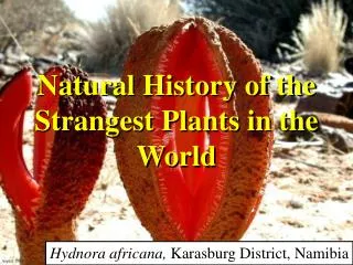 Natural History of the Strangest Plants in the World