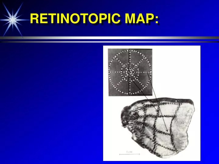 retinotopic map