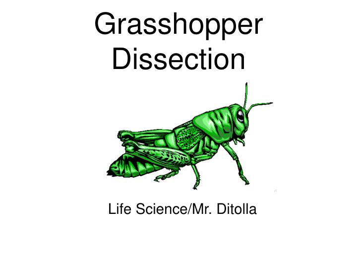 grasshopper dissection