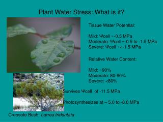 Plant Water Stress: What is it?