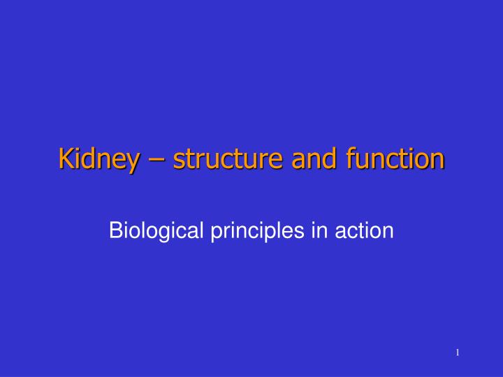 kidney structure and function