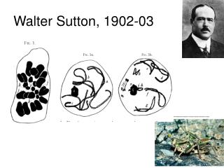 Walter Sutton, 1902-03