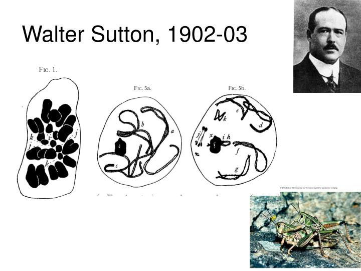 walter sutton 1902 03