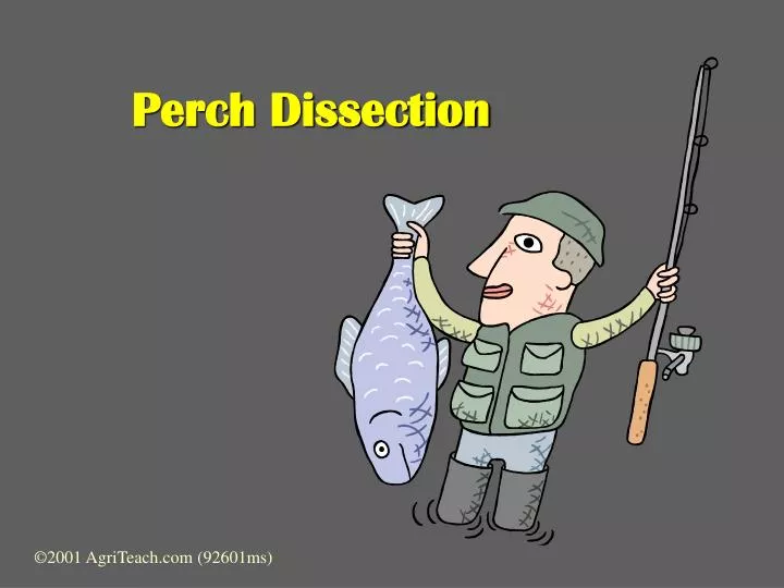 perch dissection