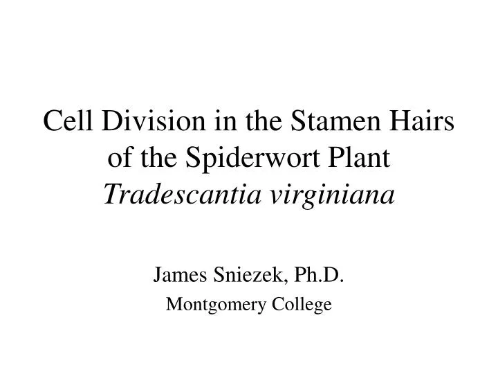 cell division in the stamen hairs of the spiderwort plant tradescantia virginiana