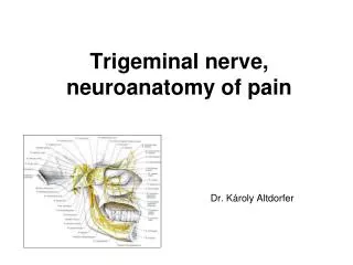 Trigeminal nerve, neuroanatomy of pain