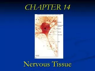 CHAPTER 14 Nervous Tissue