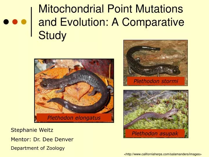 mitochondrial point mutations and evolution a comparative study