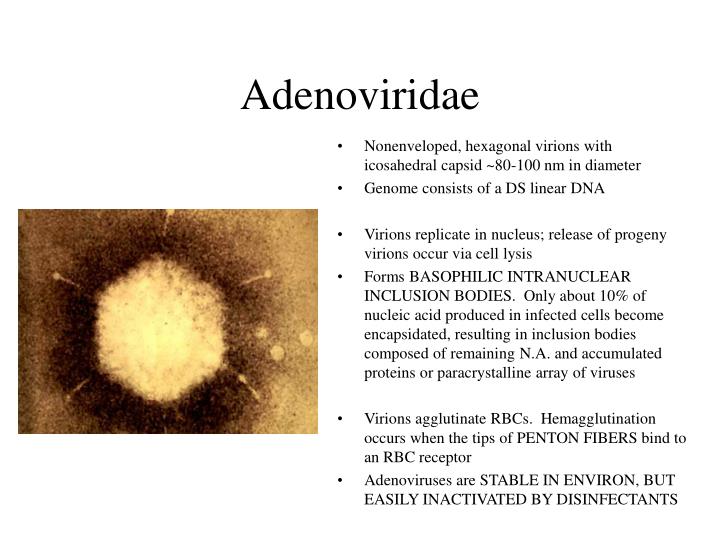 adenoviridae