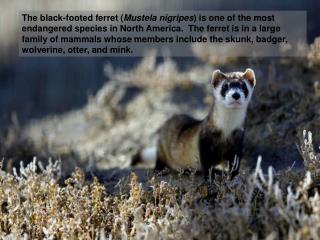 In 1991 the first black-footed ferret reintroduction site selected was Shirley Basin in central Wyoming. Forty-two juve