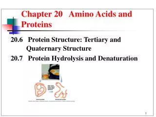Chapter 20 Amino Acids and Proteins