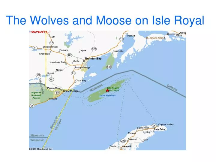 the wolves and moose on isle royal