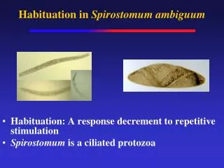 Habituation in Spirostomum ambiguum