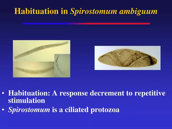 habituation in spirostomum ambiguum