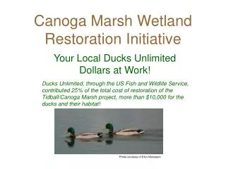 Canoga Marsh Wetland Restoration Initiative