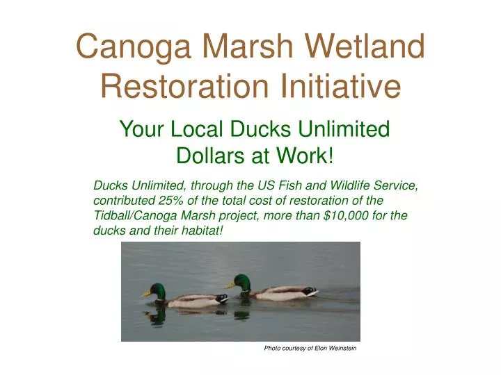 canoga marsh wetland restoration initiative