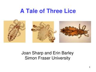 A Tale of Three Lice