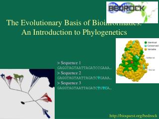 The Evolutionary Basis of Bioinformatics: An Introduction to Phylogenetics
