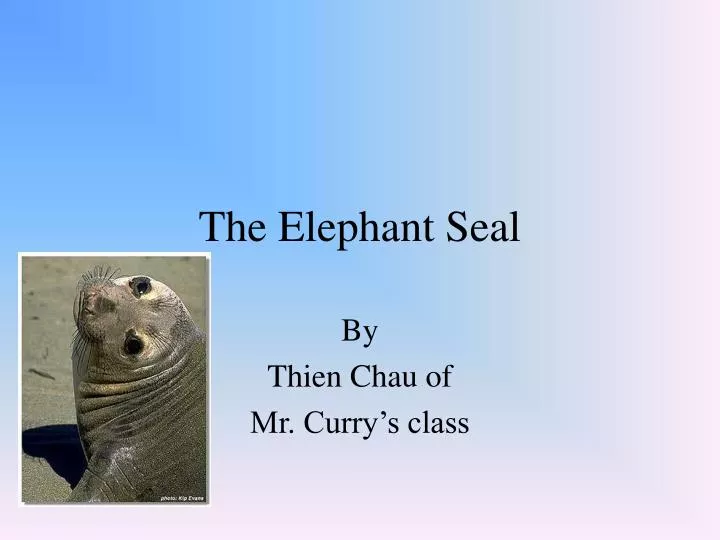 the elephant seal