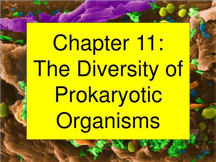 chapter 11 the diversity of prokaryotic organisms