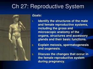 Ch 27: Reproductive System