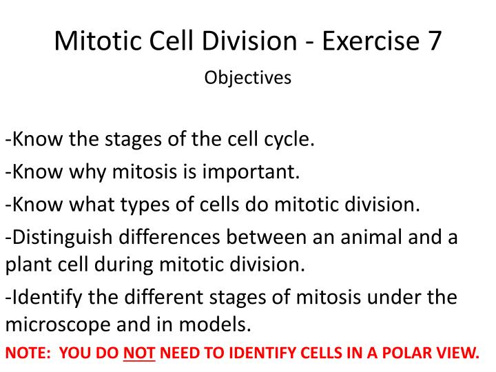 mitotic cell division exercise 7