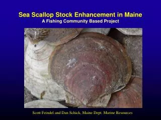 Sea Scallop Stock Enhancement in Maine A Fishing Community Based Project