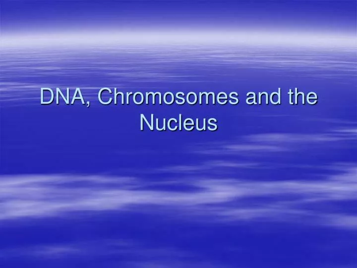 dna chromosomes and the nucleus