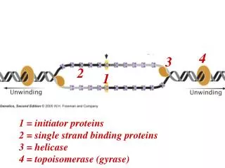 Review: Proteins and their function in the early stages of replication
