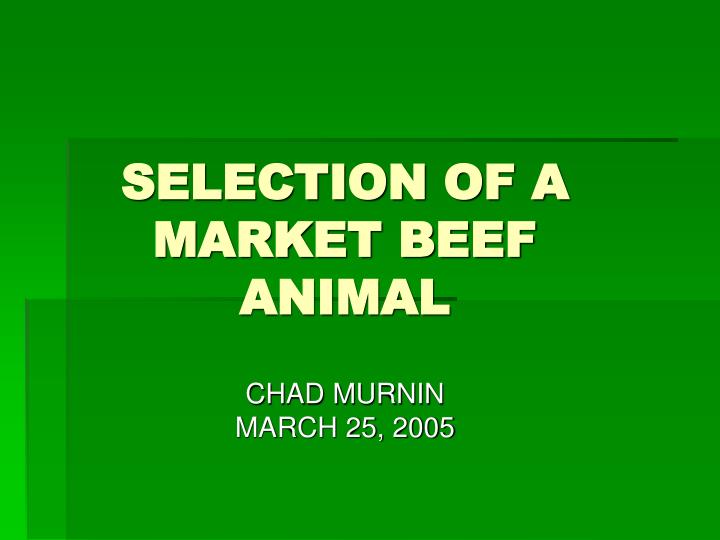 selection of a market beef animal