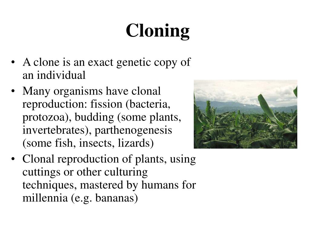 PPT - Cloning PowerPoint Presentation, free download - ID:273953