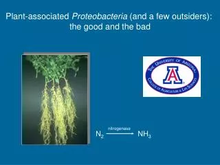 Plant-associated Proteobacteria (and a few outsiders): the good and the bad