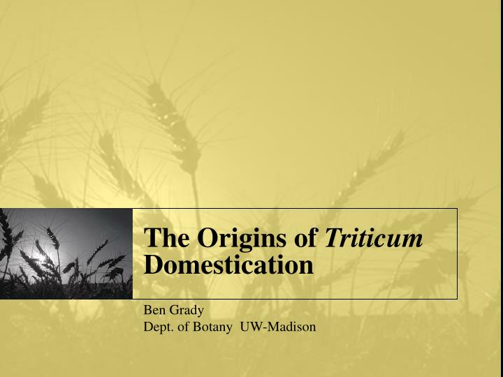 the origins of triticum domestication