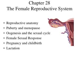 Chapter 28 The Female Reproductive System