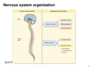 Nervous system organization