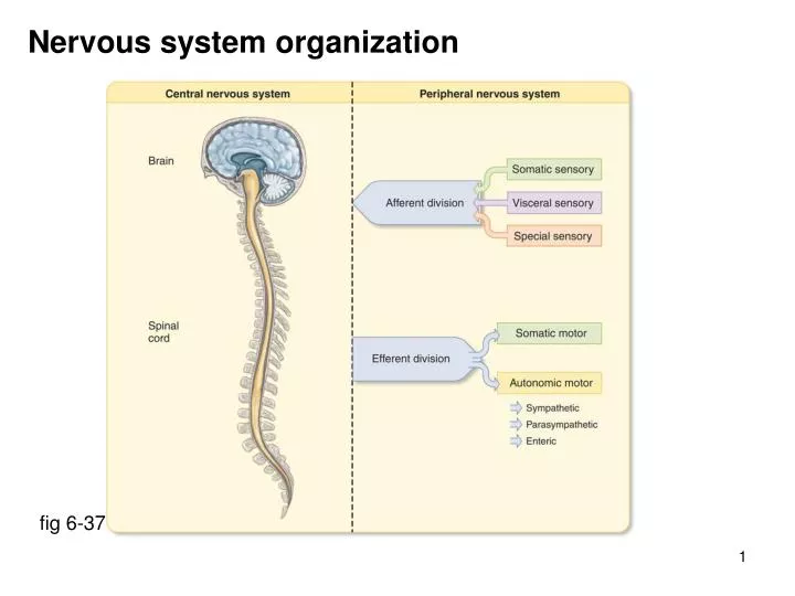 nervous system organization