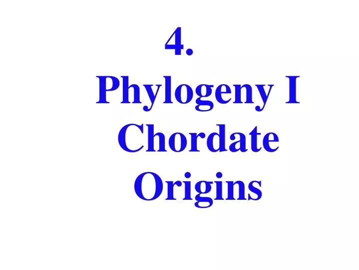 4 phylogeny i chordate origins