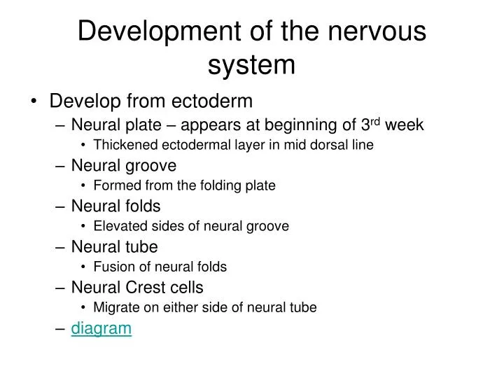 development of the nervous system