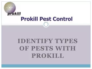 Identify Types of Pests with the Prokill Experts