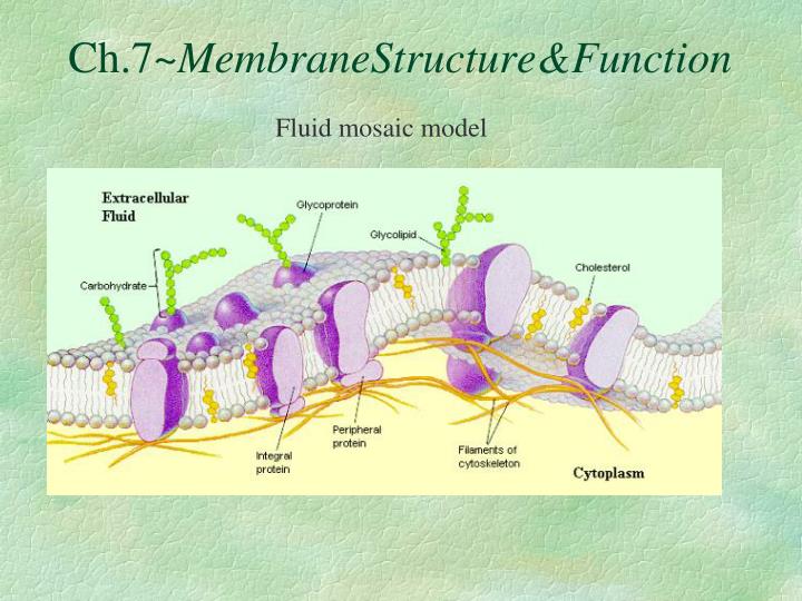 ch 7 membranestructure function