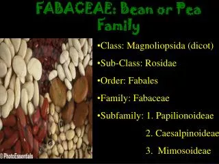 FABACEAE: Bean or Pea Family