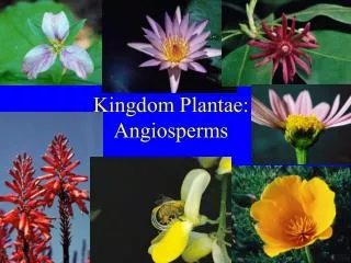 Kingdom Plantae: Angiosperms