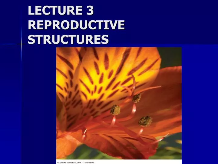 lecture 3 reproductive structures