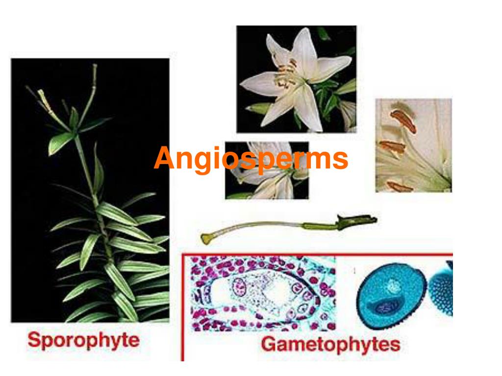 PPT - Angiosperms PowerPoint Presentation, free download - ID:27614