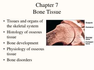Chapter 7 Bone Tissue